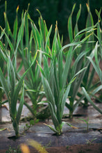 Load image into Gallery viewer, Softneck Seed Sampler Pack ~ Presale