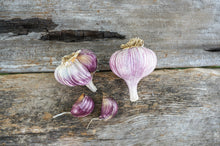 Load image into Gallery viewer, Purple Glazer ~ Seed Grade Garlic ~ Hardneck ~ Presale