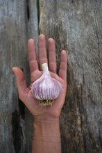 Load image into Gallery viewer, Purple Glazer ~ Seed Grade Garlic ~ Hardneck ~ Presale