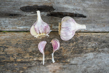 Load image into Gallery viewer, Persian Star ~ Seed Grade Garlic ~ Hardneck