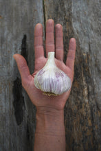 Load image into Gallery viewer, Persian Star ~ Seed Grade Garlic ~ Hardneck
