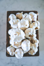 Load image into Gallery viewer, Softneck Seed Sampler Pack ~ Presale