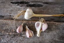 Load image into Gallery viewer, Hardneck Seed Sampler Pack ~ Presale