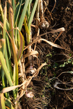 Load image into Gallery viewer, Persian Star ~ Seed Grade Garlic ~ Hardneck