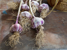 Load image into Gallery viewer, Hardneck Seed Sampler Pack ~ Presale