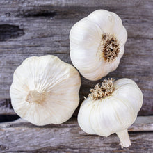 Load image into Gallery viewer, Lorz Italian ~ Seed Grade ~ Softneck ~ Presale