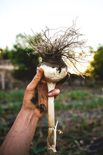 Load image into Gallery viewer, Mixed Hardneck Garlic ~ Culinary Grade ~ Presale