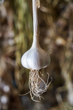 Load image into Gallery viewer, Mixed Hardneck Garlic ~ Culinary Grade ~ Presale