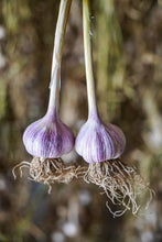 Load image into Gallery viewer, Chesnok Red ~ Seed Grade Garlic ~ Hardneck ~ Presale