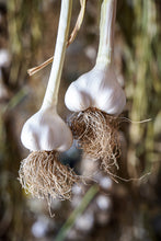 Load image into Gallery viewer, Nootka Rose ~ Seed Grade Garlic ~ Softneck ~ Presale