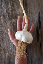 Load image into Gallery viewer, Early Italian ~ Seed Grade Garlic ~ Softneck ~ Presale
