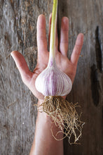 Load image into Gallery viewer, Mixed Hardneck Garlic ~ Culinary Grade ~ Presale