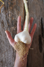 Load image into Gallery viewer, Nootka Rose ~ Seed Grade Garlic ~ Softneck ~ Presale