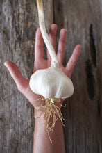 Load image into Gallery viewer, Inchelium Red ~ Seed Grade Garlic ~ Softneck ~ Presale
