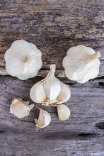 Load image into Gallery viewer, Lorz Italian ~ Seed Grade ~ Softneck ~ Presale