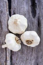 Load image into Gallery viewer, Lorz Italian ~ Seed Grade ~ Softneck ~ Presale