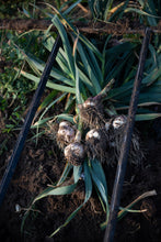 Load image into Gallery viewer, Carpathian ~ Seed Grade Garlic ~ Hardneck
