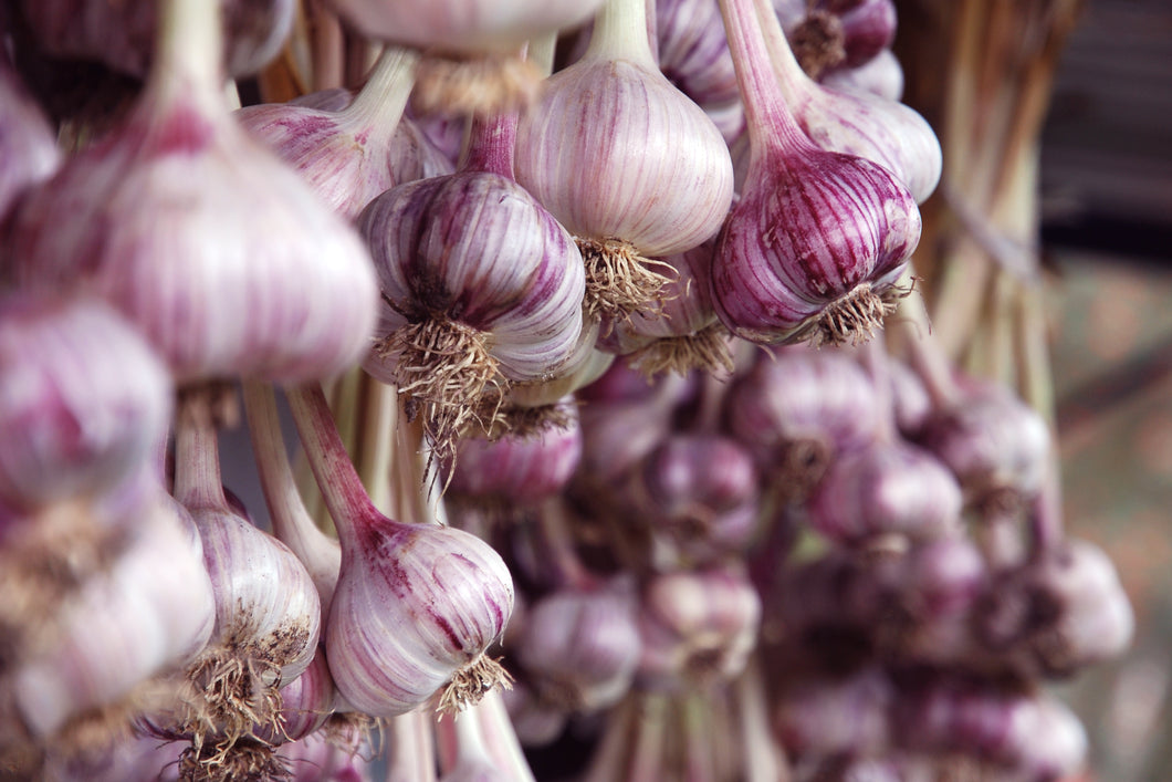 Persian Star ~ Seed Grade Garlic ~ Hardneck
