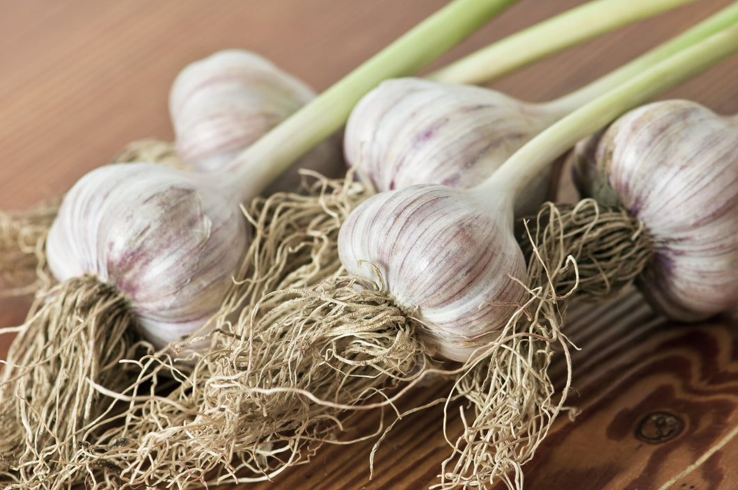 Carpathian ~ Seed Grade Garlic ~ Hardneck