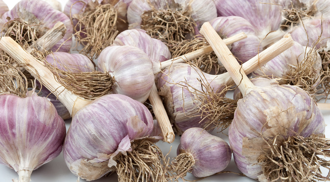 Purple Glazer ~ Seed Grade Garlic ~ Hardneck