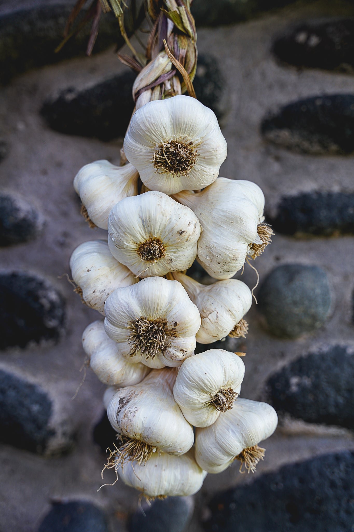 garlic flower seeds Inchelium Red ~ Seed Grade Garlic ~ Softneck ~ Presale – Sundries Farm