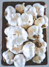 Load image into Gallery viewer, Mixed Softneck Garlic ~ Culinary Grade
