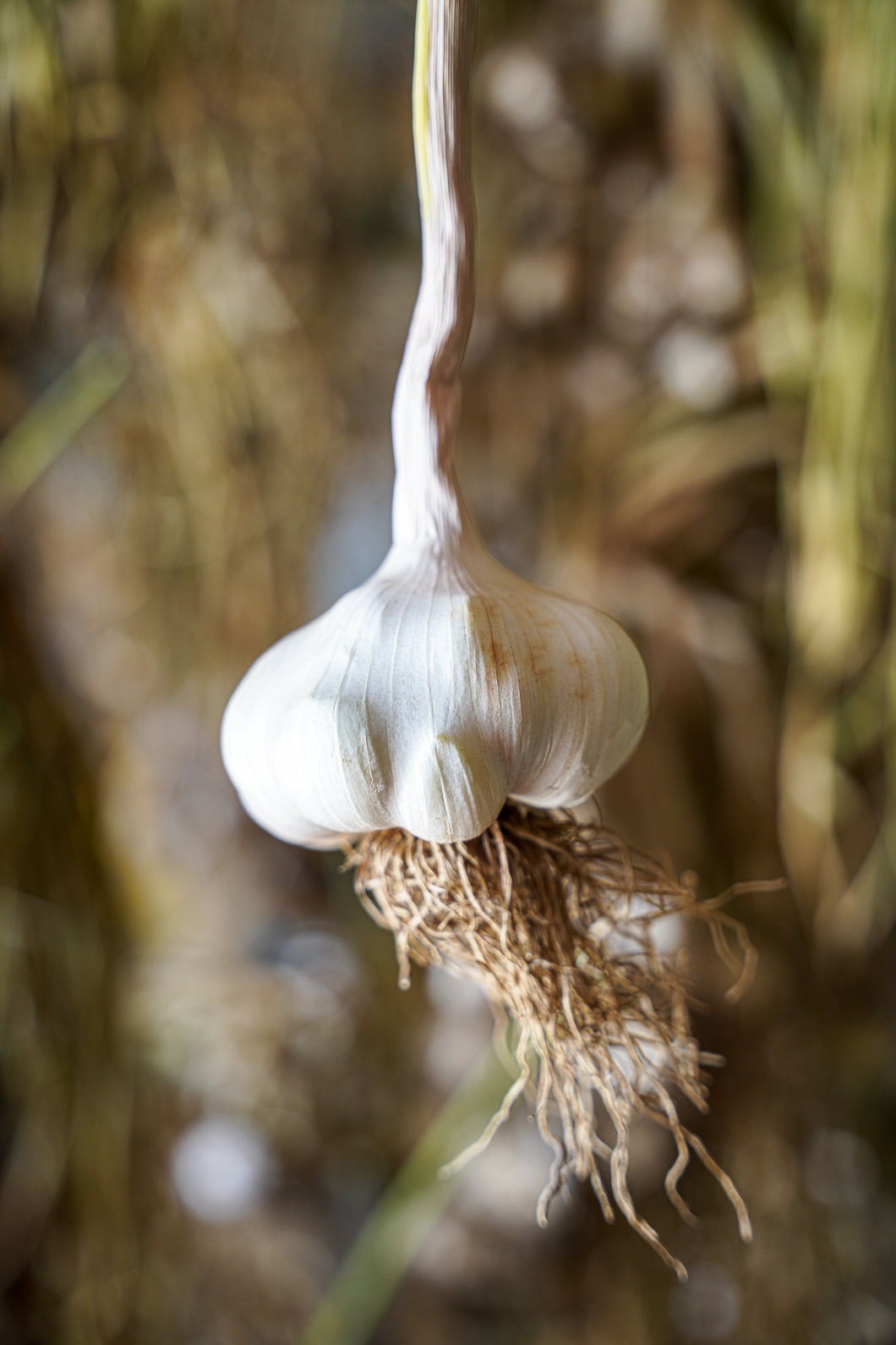 Early Italian ~ Seed Grade Garlic ~ Softneck