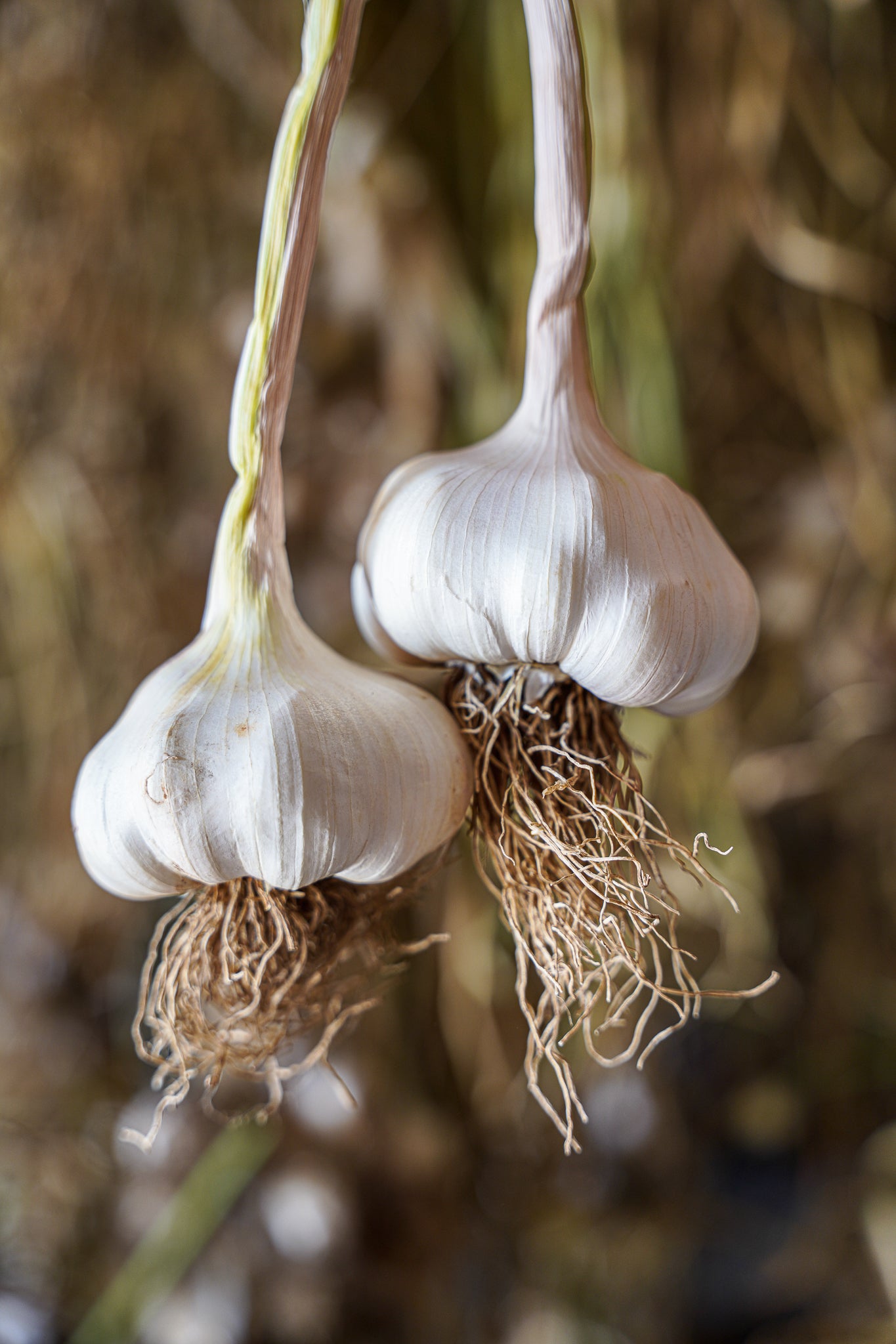 garlic plant seed Inchelium Red ~ Seed Grade Garlic ~ Softneck ~ Presale – Sundries Farm