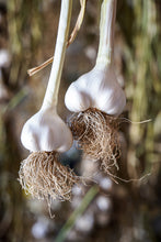 Load image into Gallery viewer, Nootka Rose ~ Seed Grade Garlic ~ Softneck
