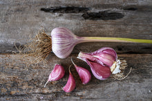 Load image into Gallery viewer, Chesnok Red ~ Seed Grade Garlic ~ Hardneck

