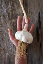 Load image into Gallery viewer, Early Italian ~ Seed Grade Garlic ~ Softneck
