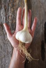 Load image into Gallery viewer, Music ~ Seed Grade Garlic ~ Hardneck
