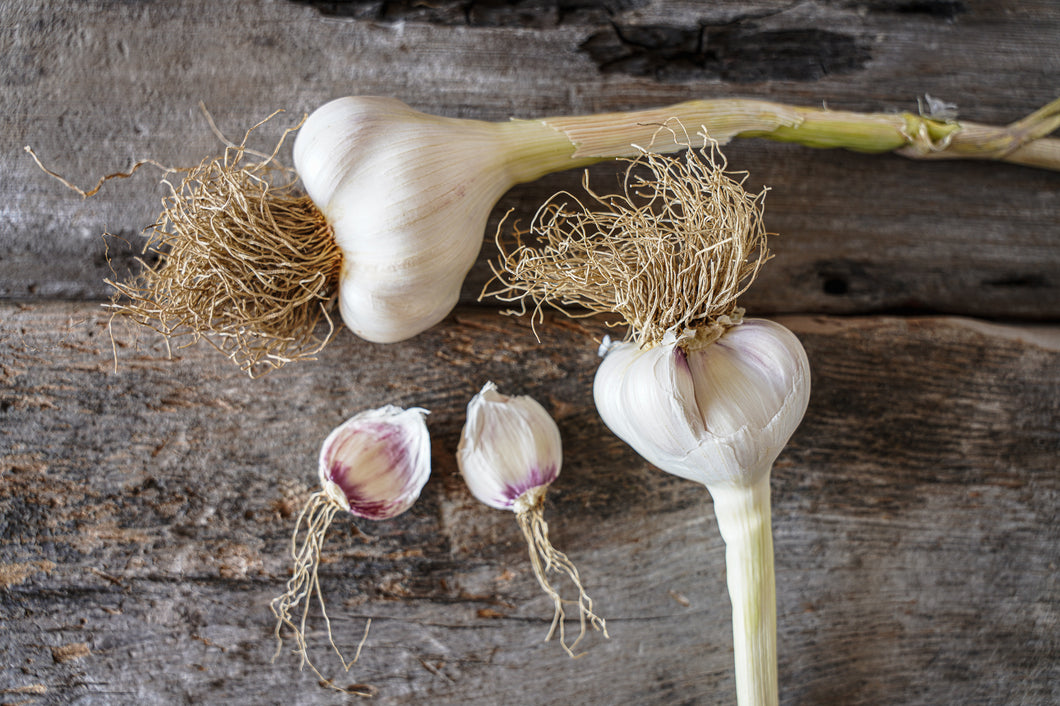 Nootka Rose ~ Seed Grade Garlic ~ Softneck